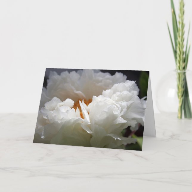 White Peony 1 Floral Photography Hälsning C Helgkort (Framsida)