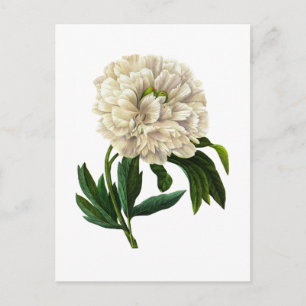 White Peony av Pierre Joseph Redoute Vykort