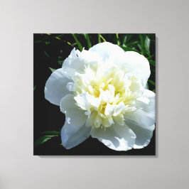 White Peony Canvastryck