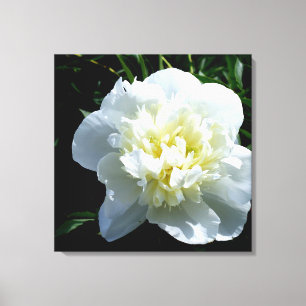 White Peony Canvastryck