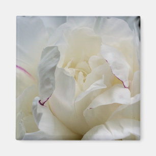 White Peony Close Flower Photo Magnet