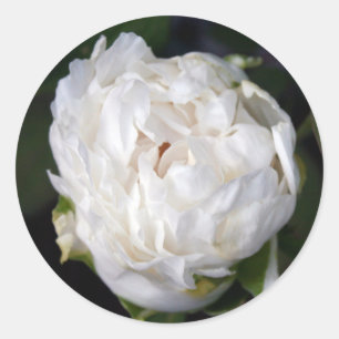 White Peony Floral Photography Round Sticker Runt Klistermärke