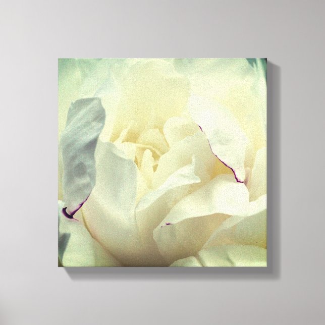 White Peony Flower in Bloom Close Up Canvastryck (Framsida)