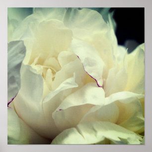 White Peony Flower in Bloom Close Up Poster