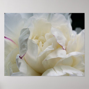 White Peony Flower in Bloom Poster