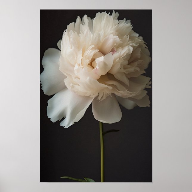 White Peony Flower med Grönt Löv på Mörk Backg Poster (Framsidan)