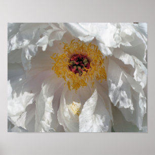 White Peony Flower Petals and Centre Poster