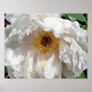 White Peony Flower Petals med pollen Poster