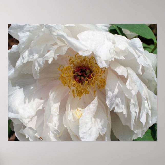 White Peony Flower Petals med pollen Poster (Framsidan)