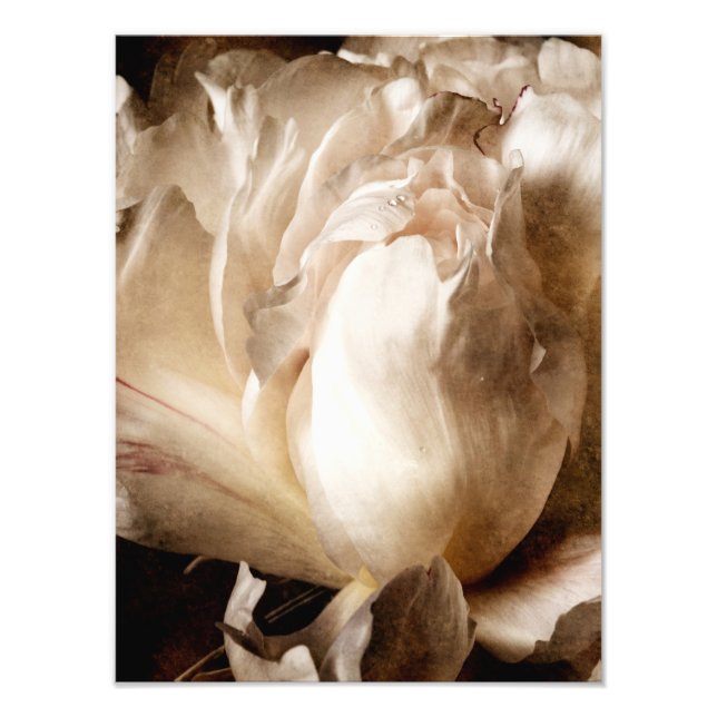 White Peony Flower Sepia Black Background Fototryck (Framsidan)