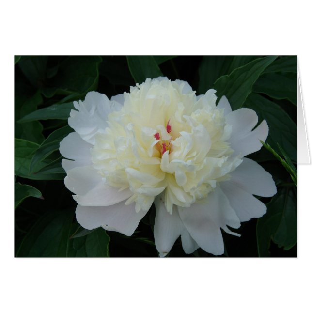 White Peony Hälsningskort (Framsidan Horizontal)