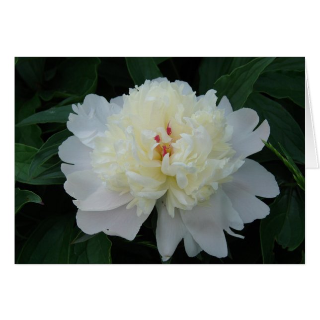 White Peony Hälsningskort (Framsidan Horizontal)