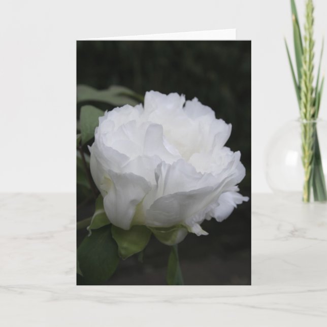 White Peony-knapp Tidigt på morgonkortet Kort (Framsida)