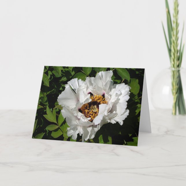 White Peony Kort (Framsida)