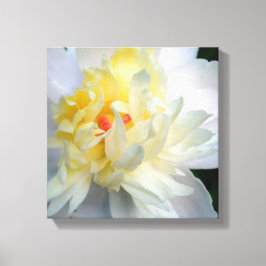 White Peony på Canvas