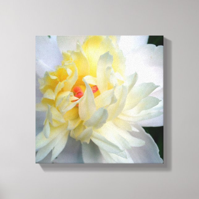 White Peony på Canvas (Framsida)