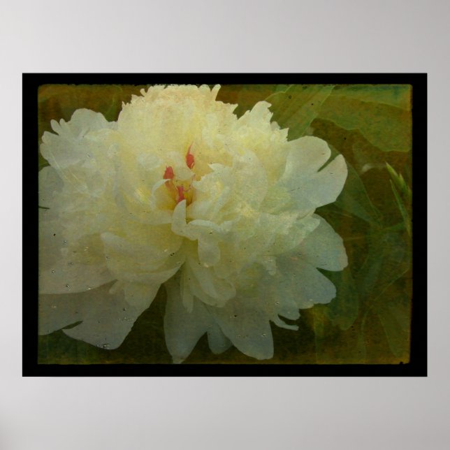 White Peony Poster (Framsidan)