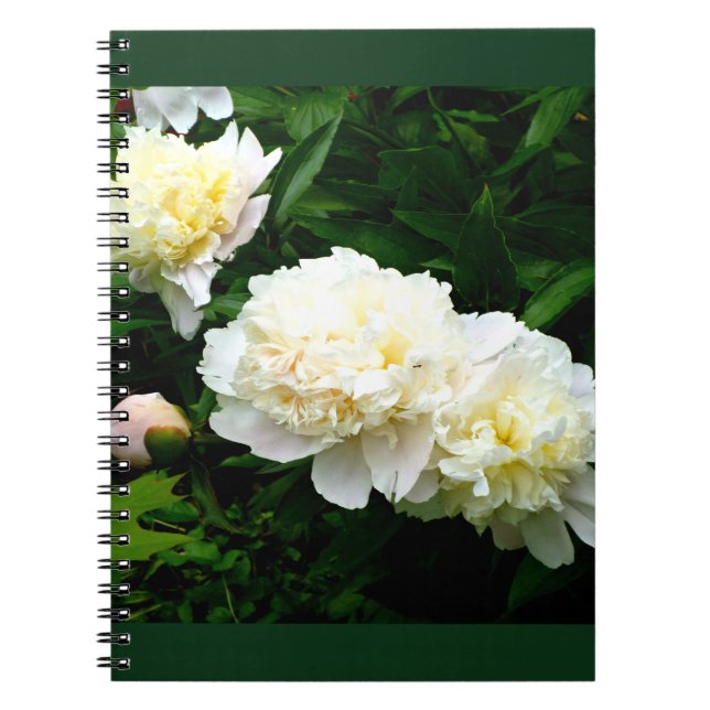 White Peony Trio Anteckningsbok (Framsidan)