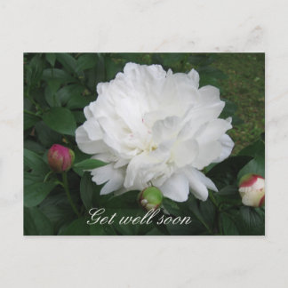 White Peony-vykort Vykort