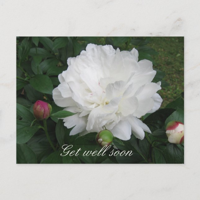 White Peony-vykort Vykort (Framsida)