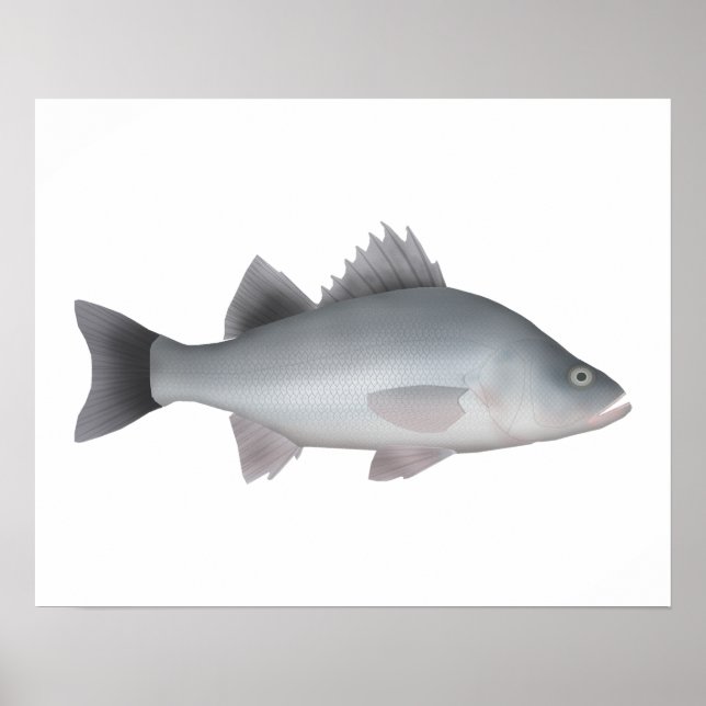 White Perch Poster (Framsidan)