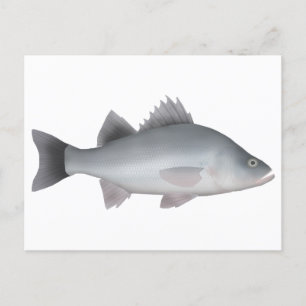 White Perch Vykort