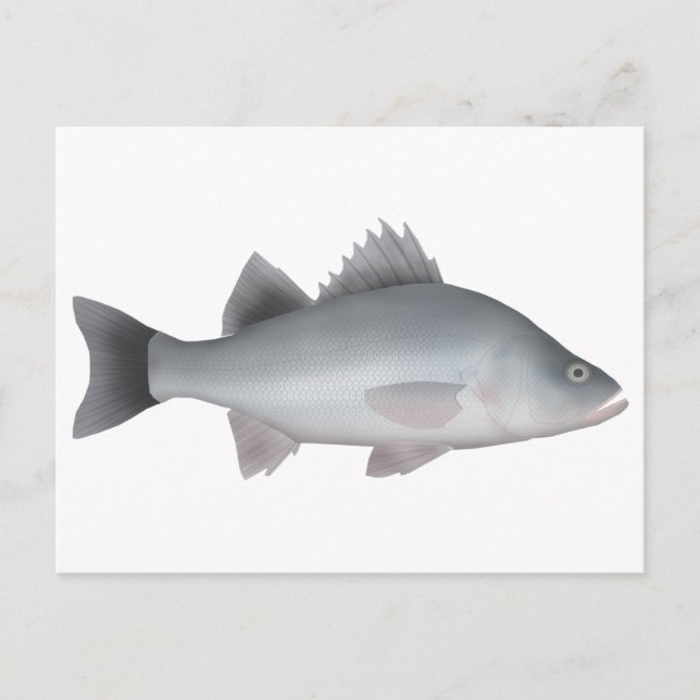 White Perch Vykort (Framsida)