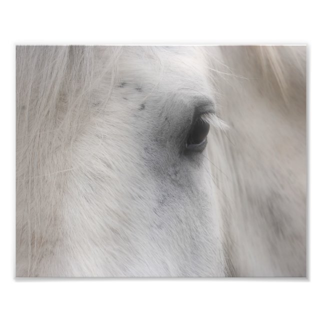 White Percheron Horse Öga 8x10 Fototryck (Framsidan)