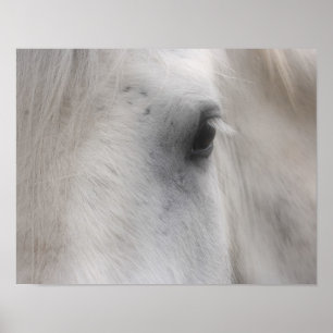 White Percheron Horse Öga Poster