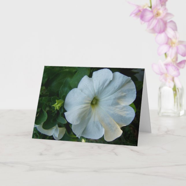White Petunia Flower Kort (Orkide)