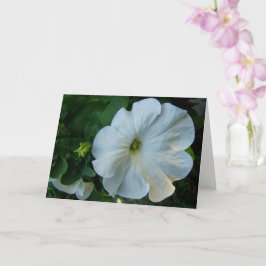 White Petunia Flower Kort
