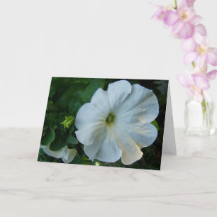 White Petunia Flower Kort