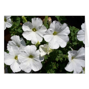 White Petunias Hälsningskort