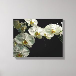 White Phalaenopsis Orchid & Fern - Digital Art Canvastryck