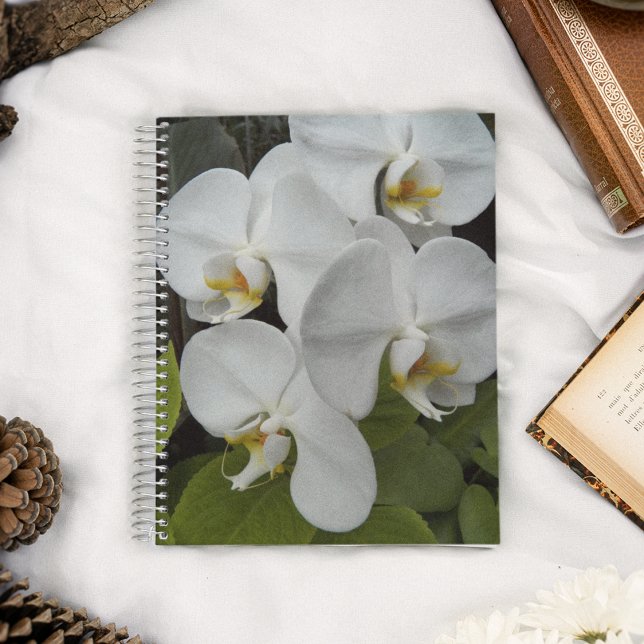 White Phalaenopsis Orchids Blommigt Anteckningsbok (In Situ)