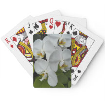 White Phalaenopsis Orchids Blommigt