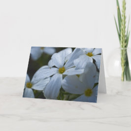 White Phlox Kort