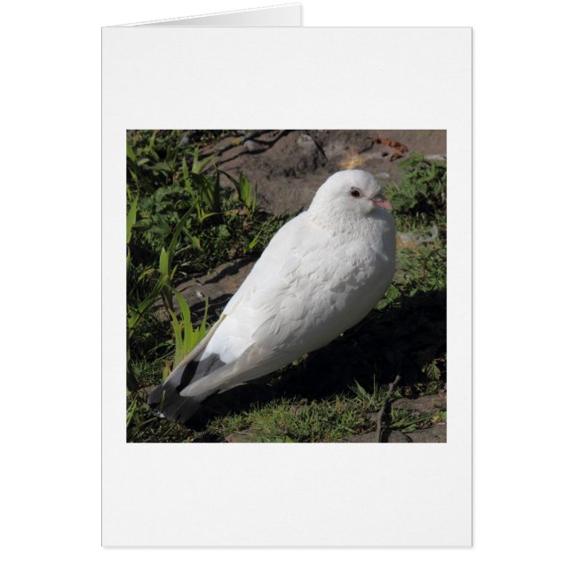 White Pigeon 02 Hälsningskort (Framsidan)