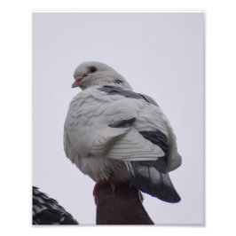 White Pigeon Fototryck