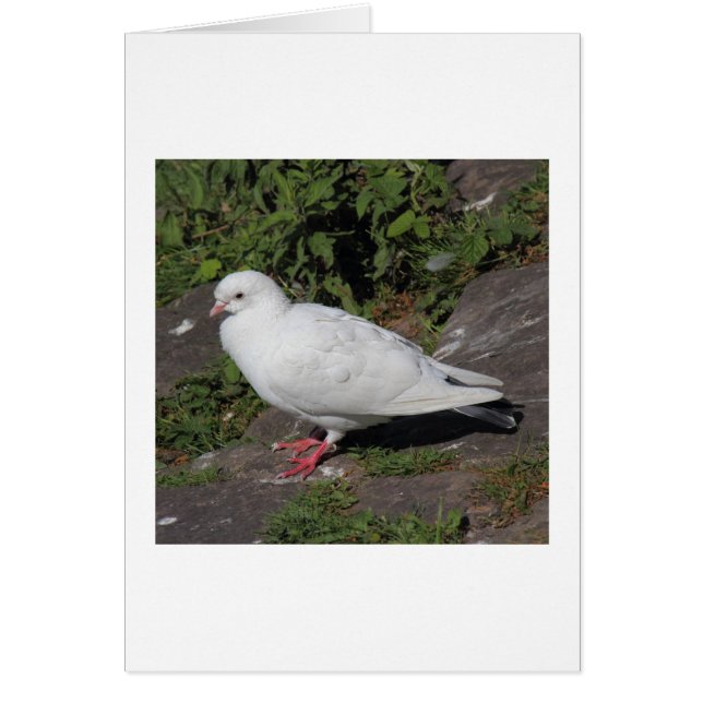 White Pigeon Hälsningskort (Framsidan)