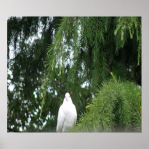 White Pigeon-utskrift Poster
