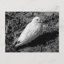 White Pigeon v2 Vykort