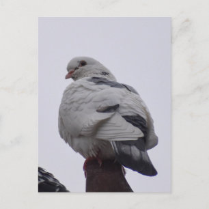 White Pigeon Vykort