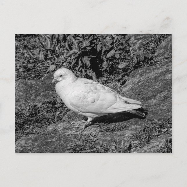 White Pigeon Vykort (Framsida)