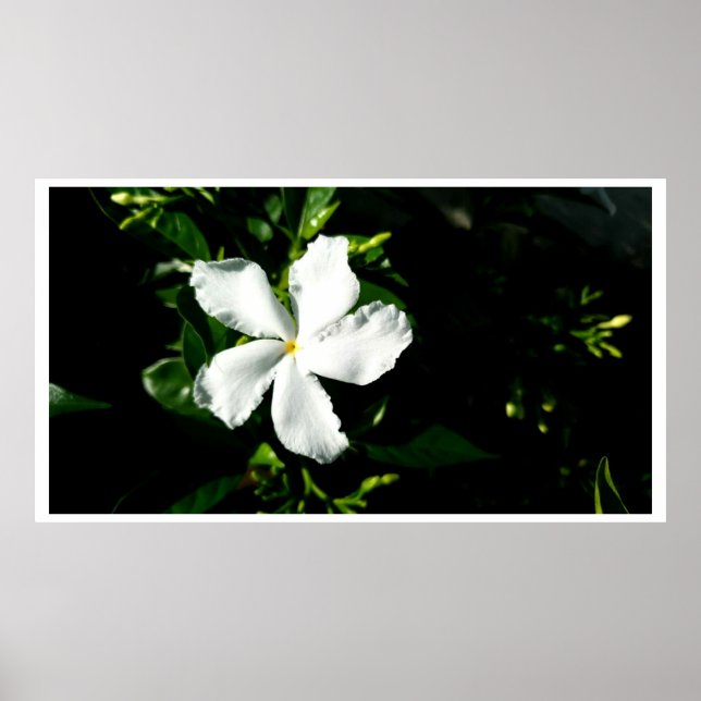 White Pinhjul Jasmine i Sunlight Poster (Framsidan)