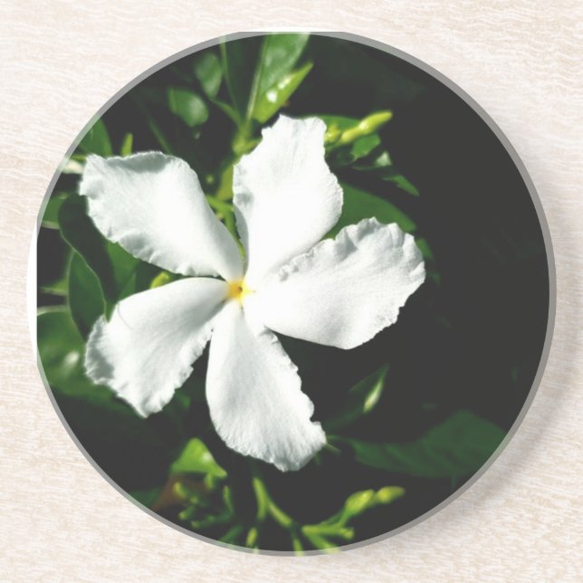 White Pinhjul Jasmine i Sunlight Underlägg (Framsidan)