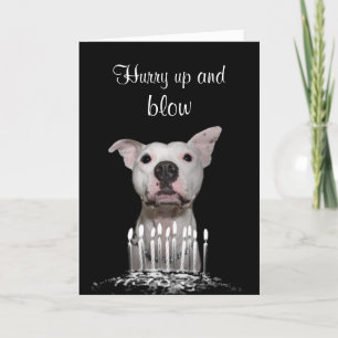 White Pitbull Birthday Kort