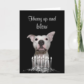 White Pitbull Birthday Kort