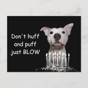 White Pitbull Birthday Vykort