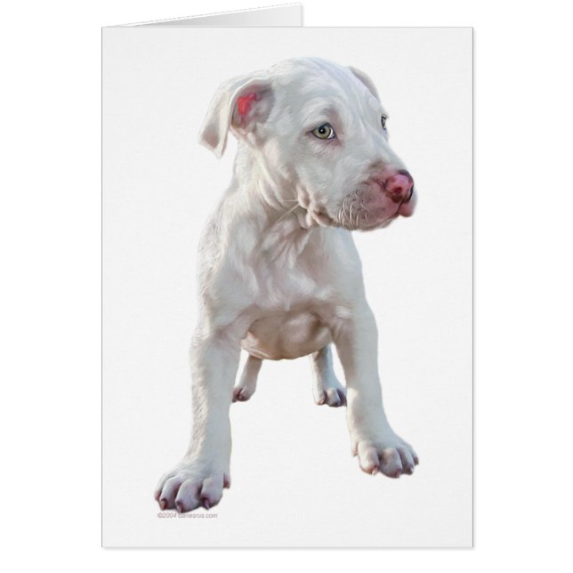 White Pitbull Puppy Hälsningskort (Framsidan)